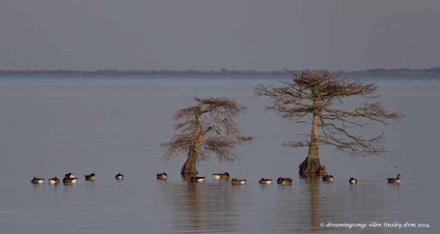 WALK5683 - Version 2 cypress Christmas 2014  2014