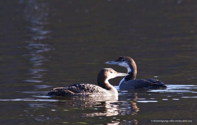 WALK5828 2 common loons 2014
