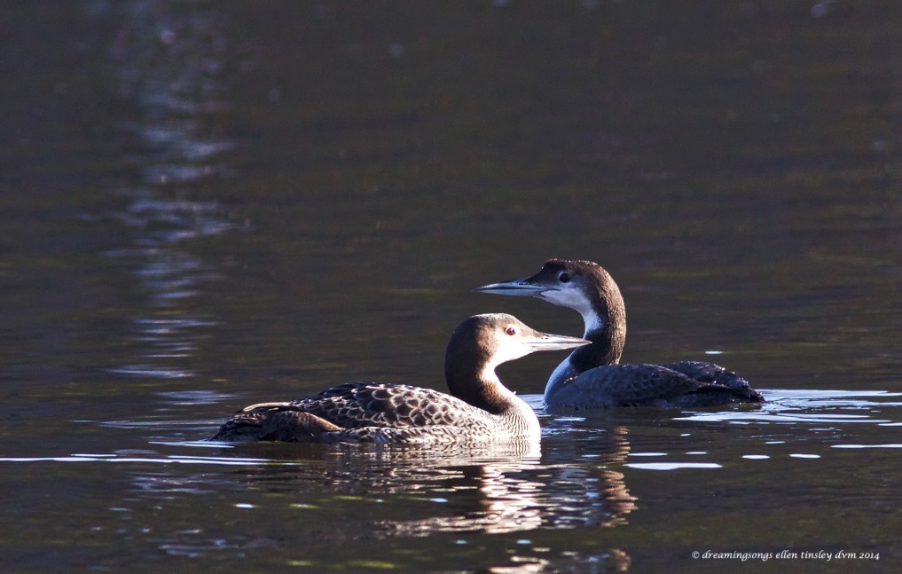 WALK5828 2 common loons 2014