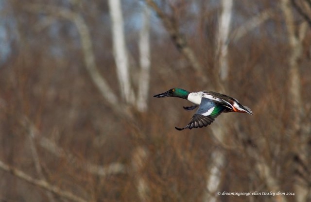 WALK5951 shoveler drake Yates2014