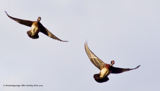 WALK6253 pair Yates wood ducks 2014