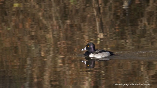 WALK6449 ring-necked duck 2014