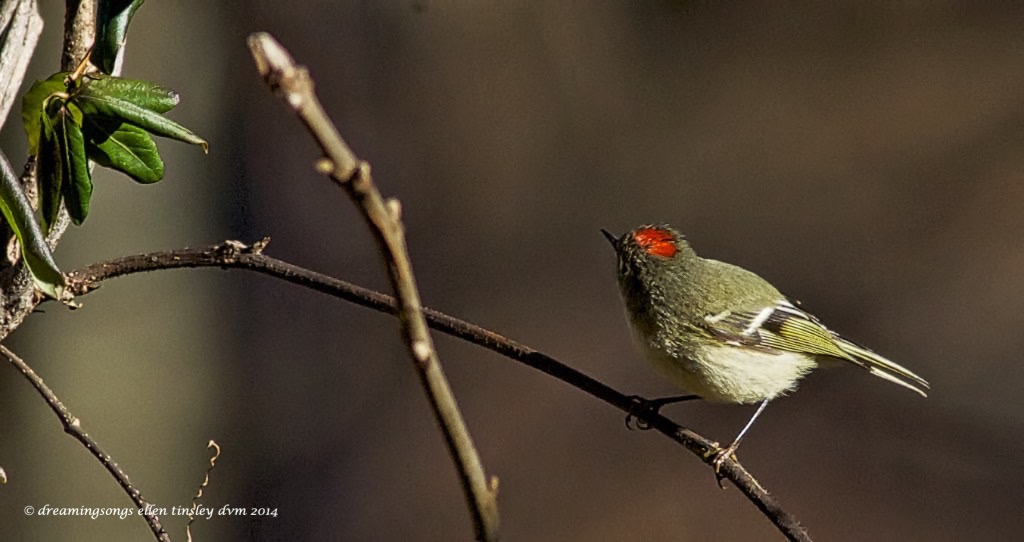 WALK6615 ruby-crown kinglet RUBY 2014