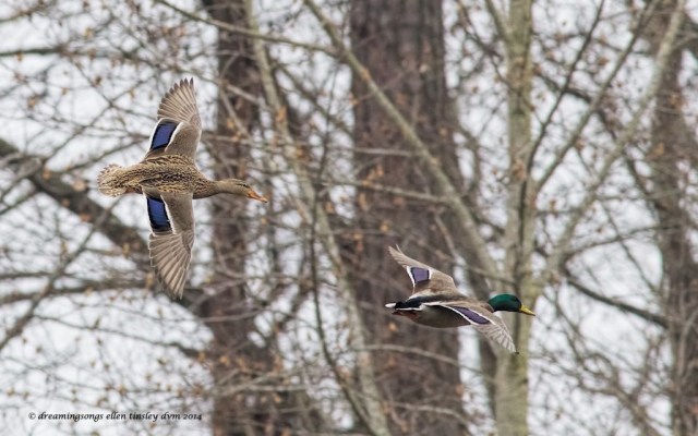 WALK6783 muted mallard pair Yates 2014