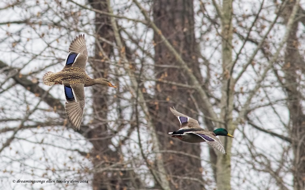 WALK6783 muted mallard pair Yates 2014