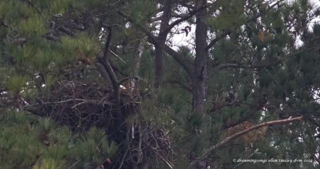 WALK7023 1st Kate on nest pix   2014