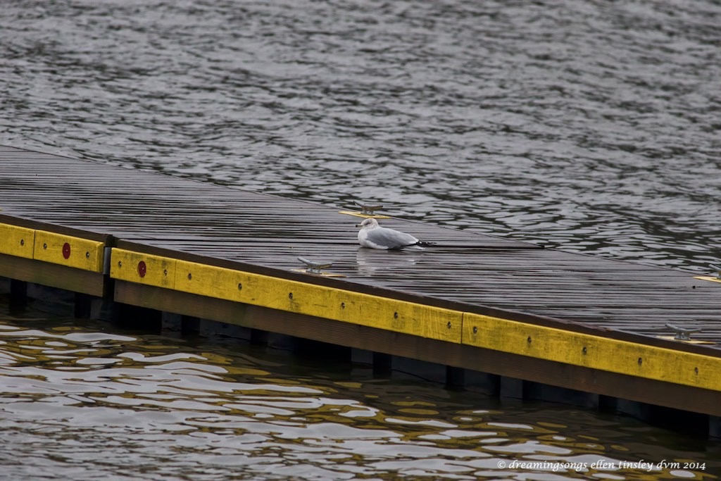WALK7056 study grey yellow mist 2014