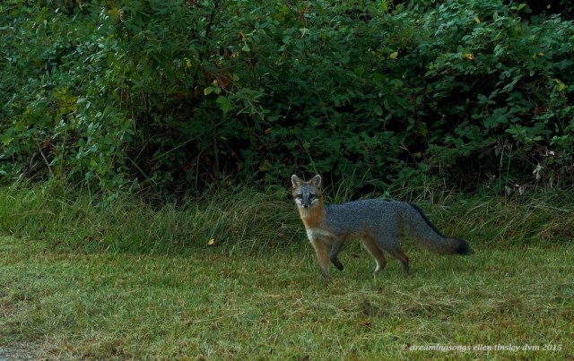 IMG_6578 farm vixen2010 gray farm fox 2010