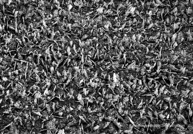 IMG_9346 frost at 13 degrees b and w2015