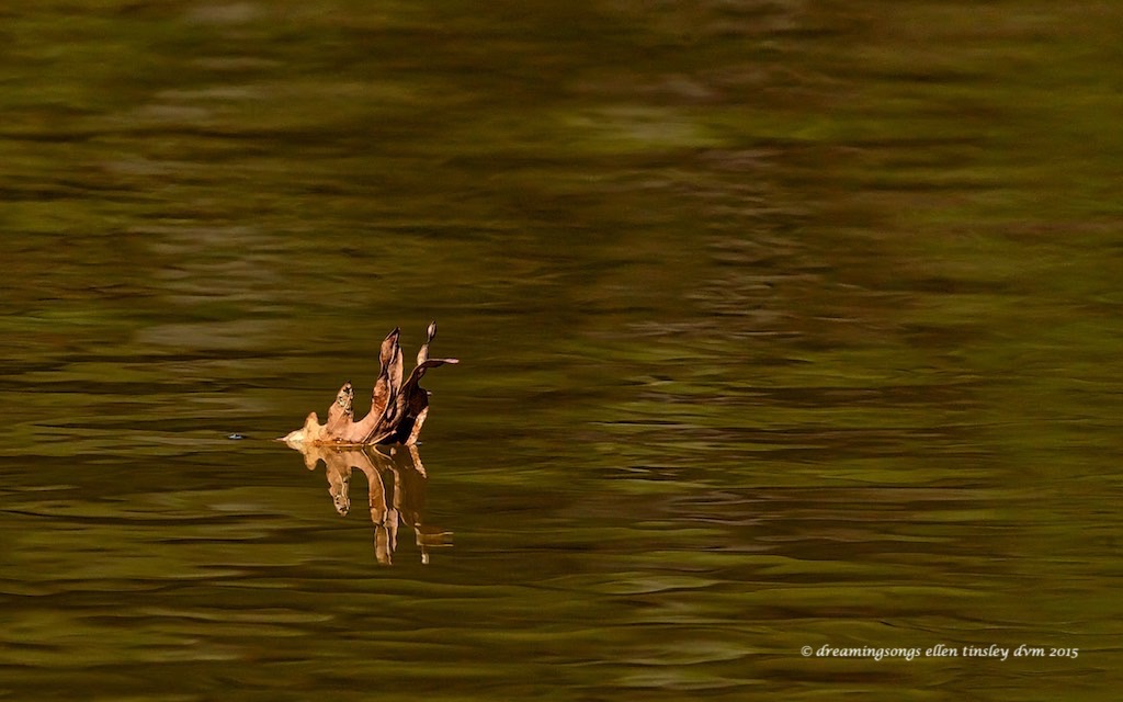 _RK_1073 oak barge edited2014