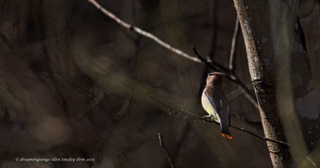 WALK0089 cedar waxwing sunshine 2015