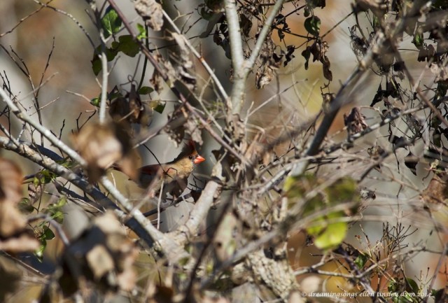 WALK0616 new year cardinal 2014