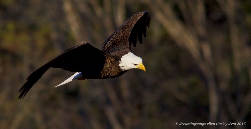 WALK1536 Buddy flight 800  2015