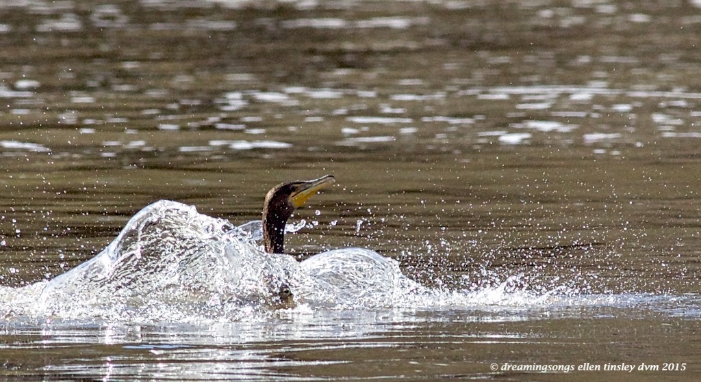 WALK2442 cormorant splashdown  2015