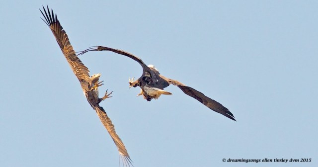 WALK2539 fight 2 and 4 year old 2015