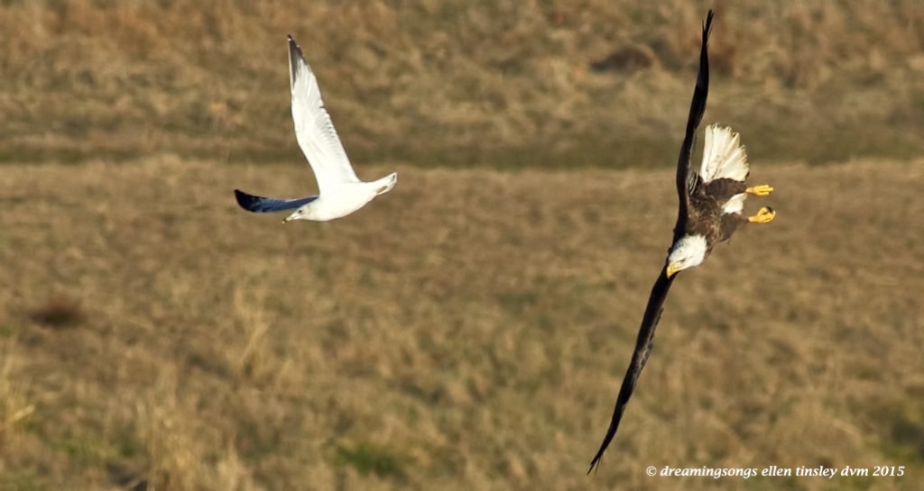 WALK2716 two fishers 2015