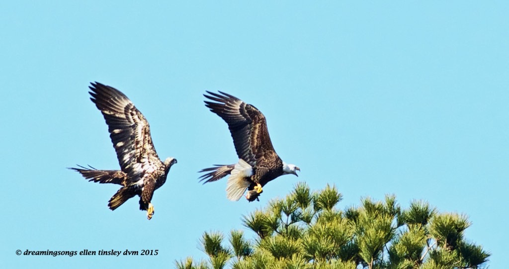 WALK3003 3 yo and Petruchio 2015