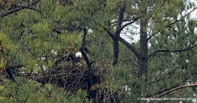 WALK3906 Petruchio dropping fish 2015