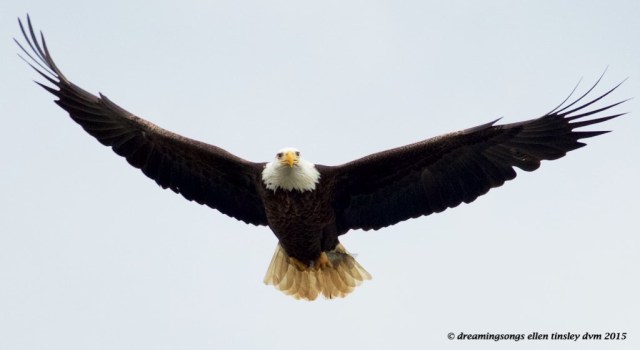 WALK3991 adult with fish2015