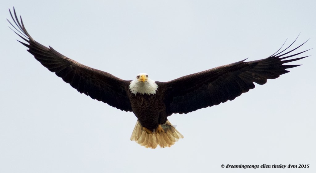 WALK3991 adult with fish2015