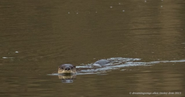 WALK5518 yesterdays otter 2015