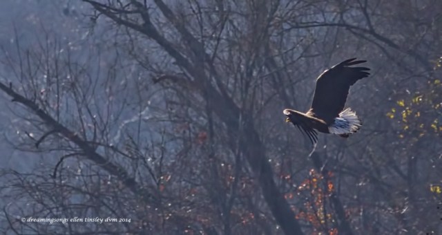WALK7391 Haw River gathering 4yo 2014