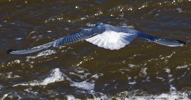 WALK7423 Bonaparte satin ballerina 2014