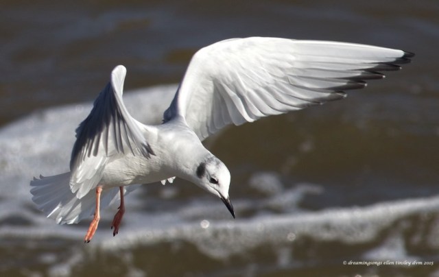 WALK7425 Boneparte dancer med 2014