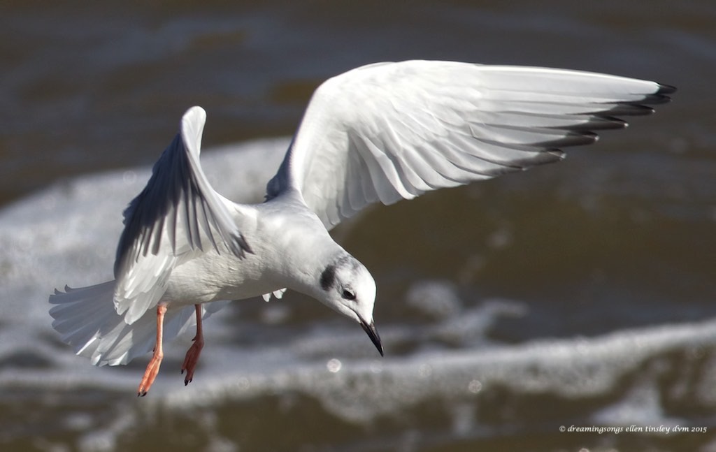 WALK7425 Boneparte dancer med 2014