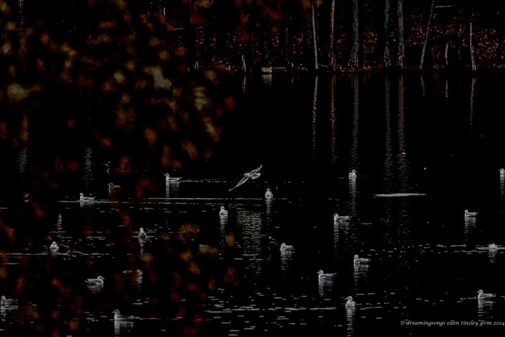 WALK7496 sea gull stars med 2015