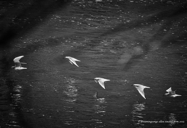 WALK7796 Bonaparte undulation 2015