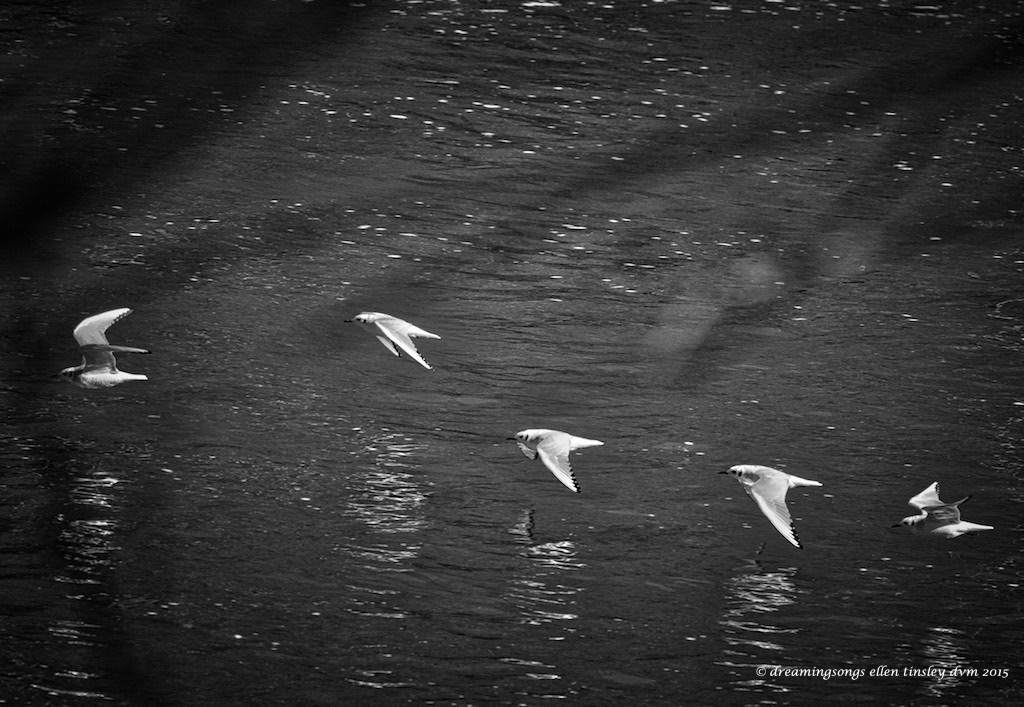 WALK7796 Bonaparte undulation 2015