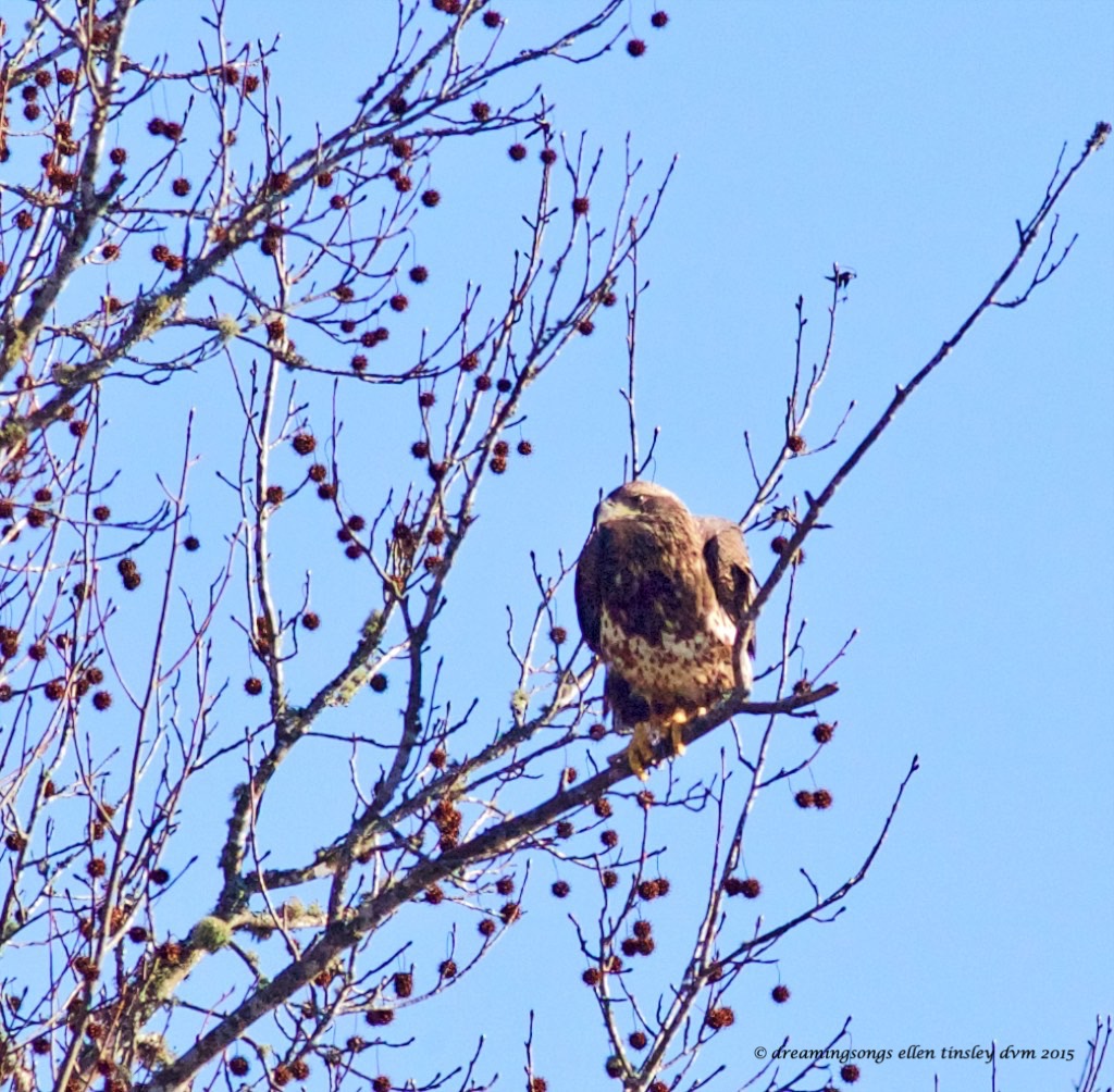 WALK7906 fierce young eagle 2015