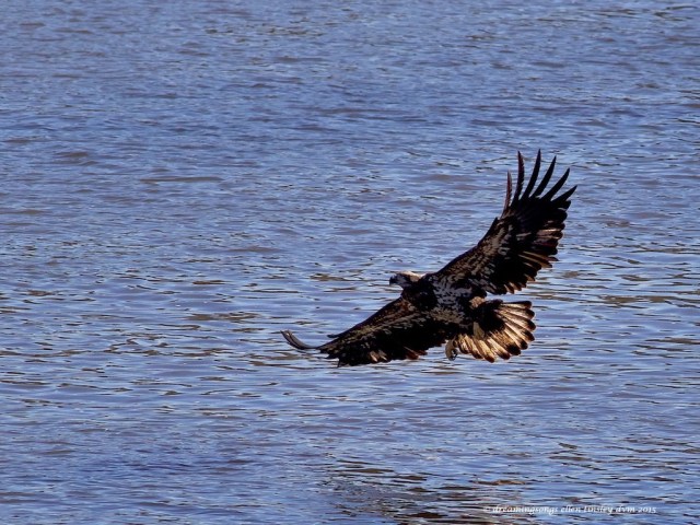 WALK7910 young eagle and sun 2015
