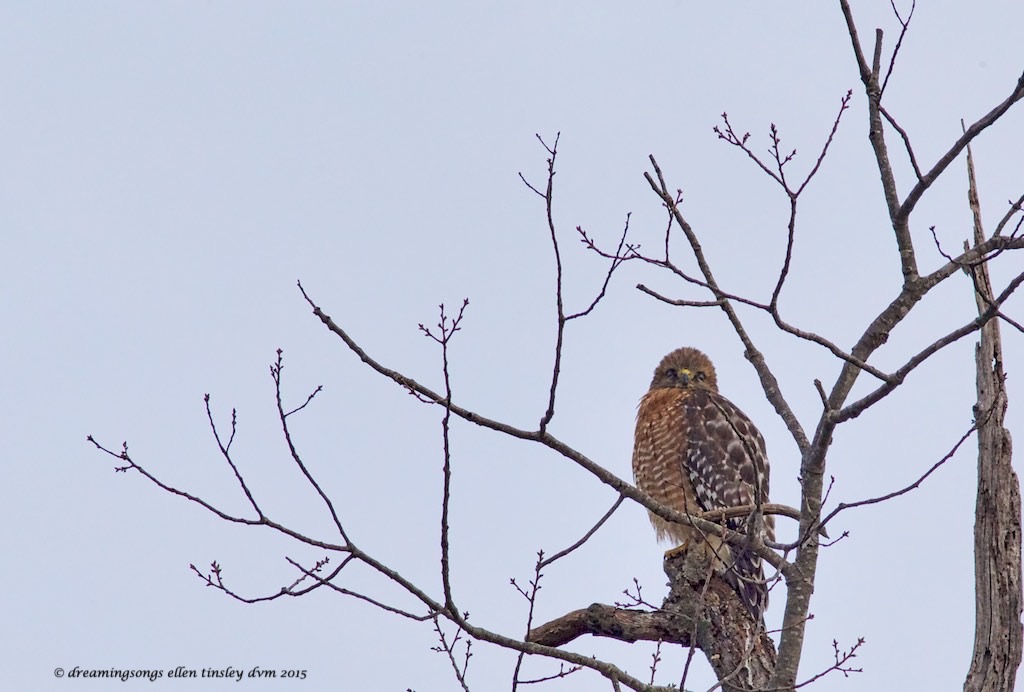 WALK8176 red-shouldered cold med2015