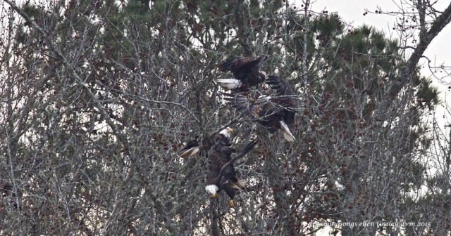 WALK8406 4 adult eagles med 2015