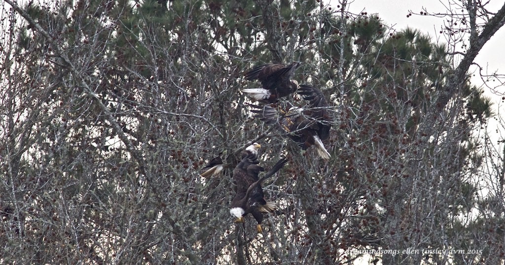 WALK8406 4 adult eagles med 2015