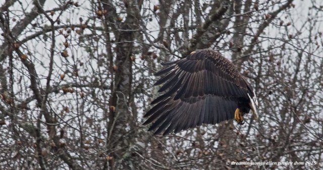 WALK8414 4 yo eagle talons 2015