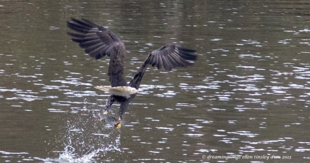 WALK8445 caught fish 2015