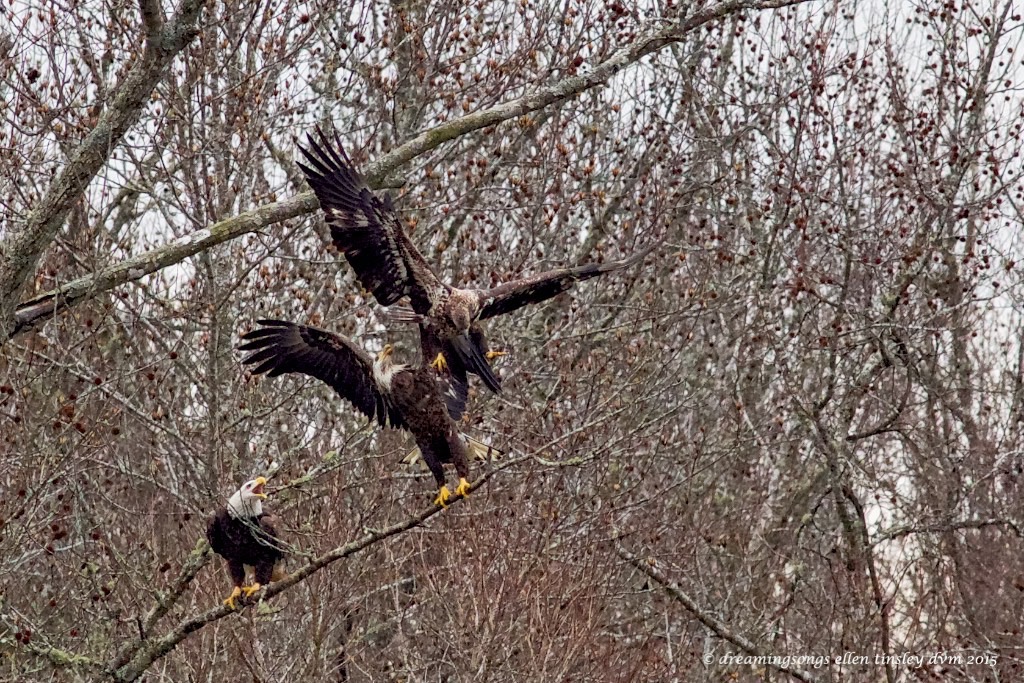 WALK8526 3 eagles on limb 2015