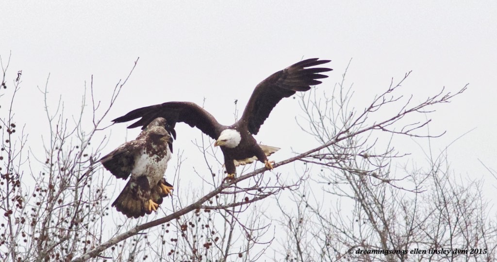 WALK8569 2 yo threatened by 4 yo2015