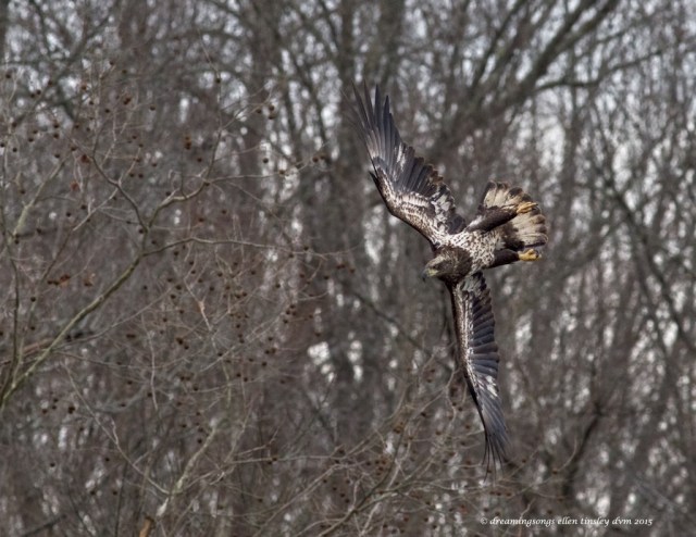 WALK8625 3 yo wing-over 2015