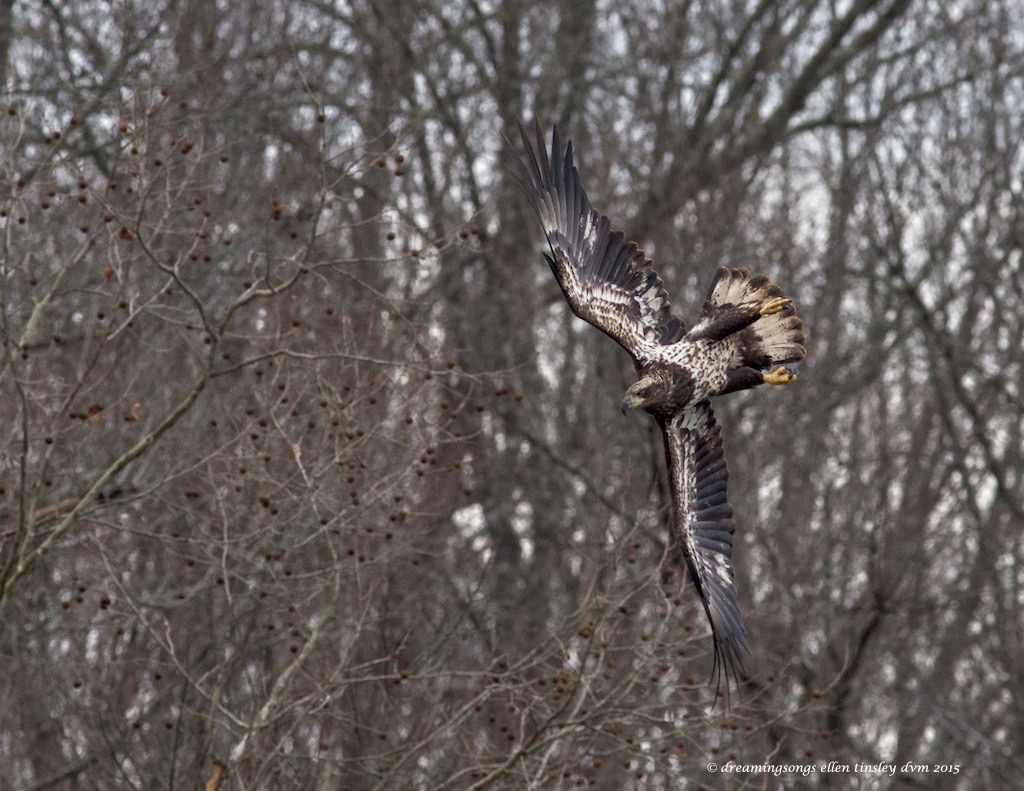 WALK8625 3 yo wing-over 2015