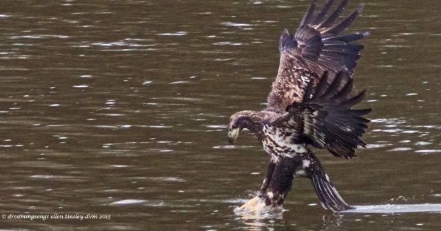 WALK8832 2 yo fishing 2015