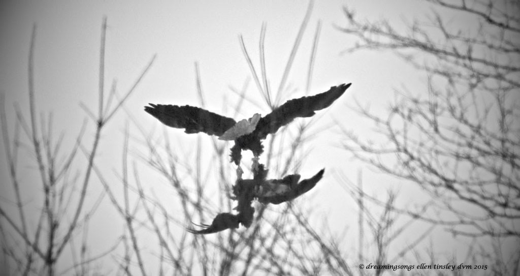 WALK9708 arial talons two 2015