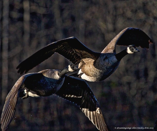 WALK9788 geese silvered pond water 2015