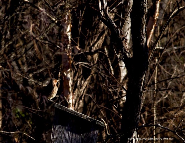 WALK9856 dawn flicker med 2015