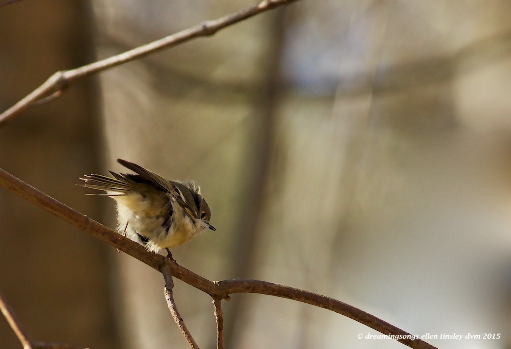 WALK0046 ruby kinglet Sandy Creek 2015