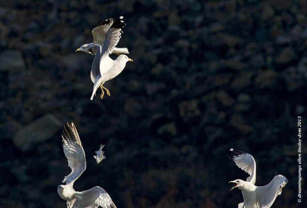 WALK0265 catch the fish gulls 2015