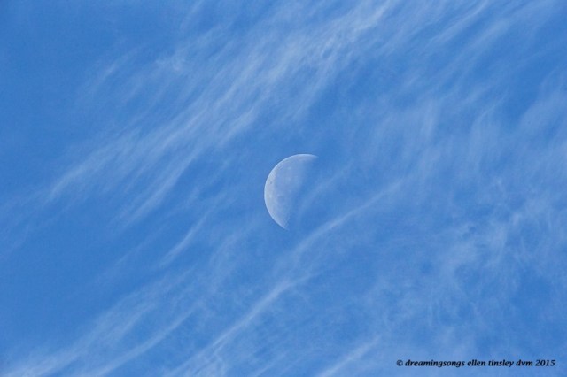 WALK0317 tulle veiled half moon 2015 (1)